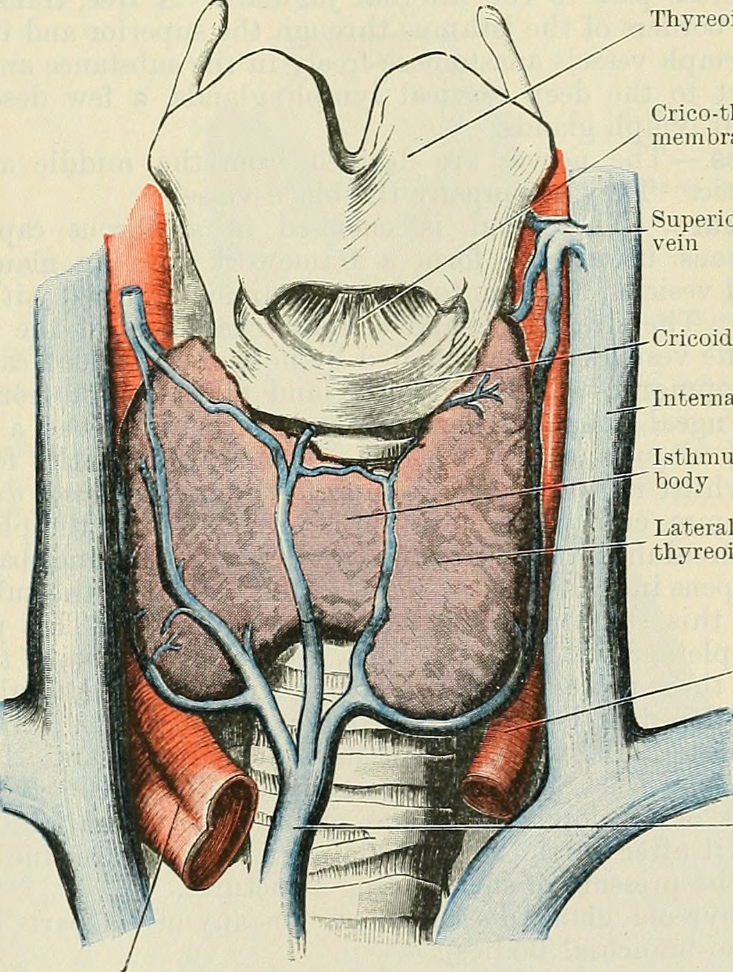 How Thyroid hormone will influce your lipid panel