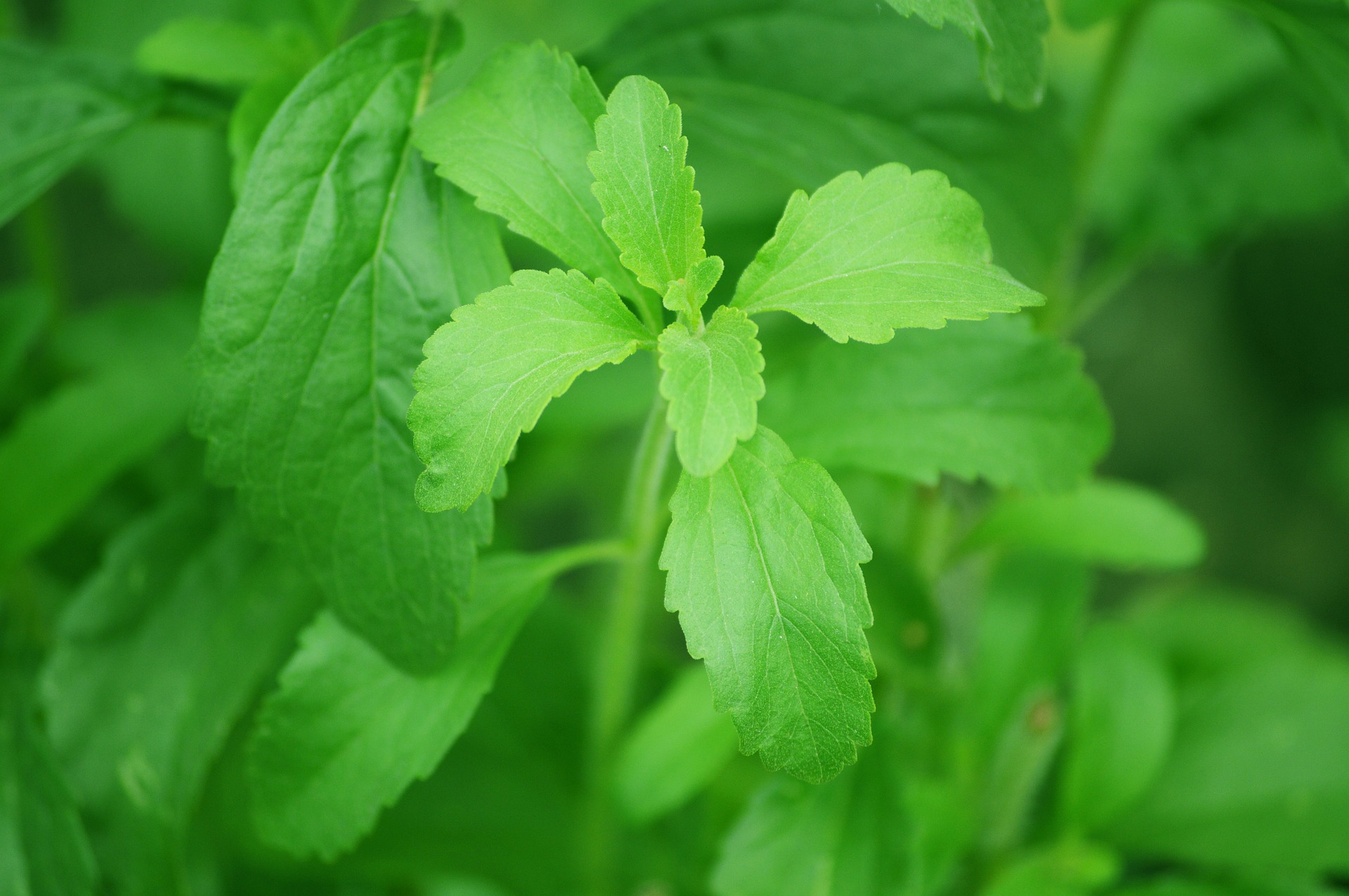 Steviol, the poison found in Stevia 