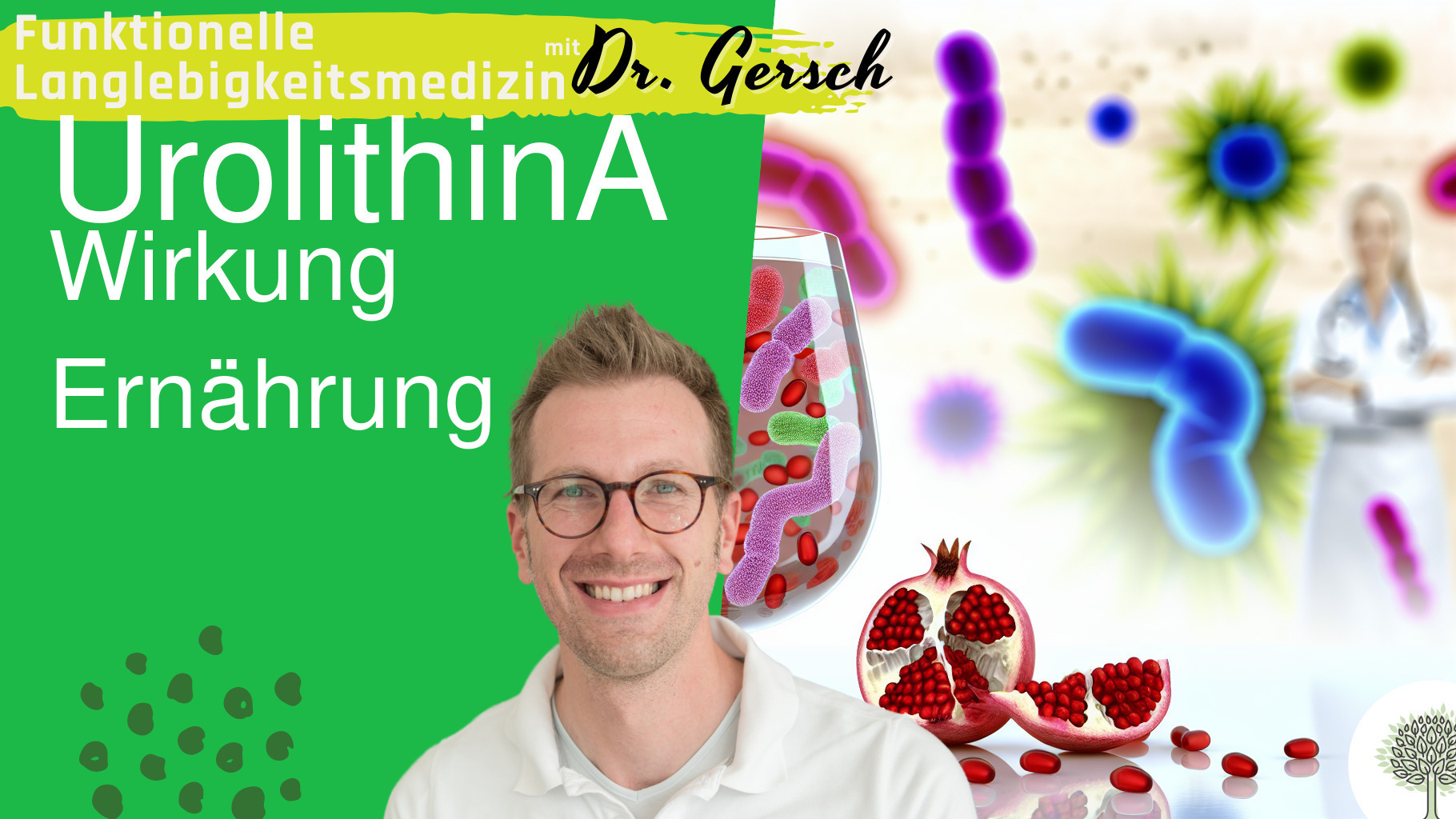 Urolithin A und Darmbakterien